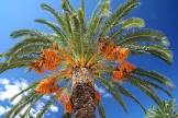 Date Palm Trees