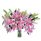 Dazzling Lilies