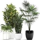 Decorative Plant