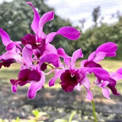 Dendrobium Orchid Flower
