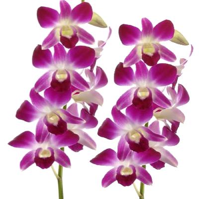 Dendrobium Orchid Plant