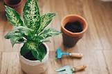 Dieffenbachia Plant