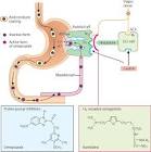 Digestive System Drugs And Medicines