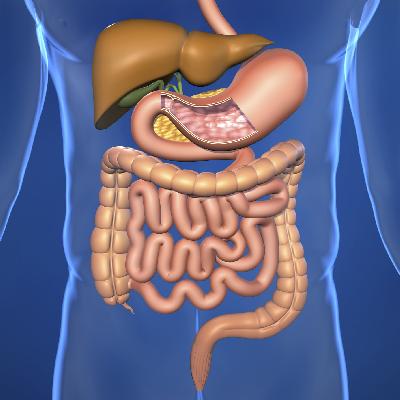 Digestive System API