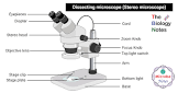 Dissecting Microscope