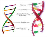 Dna Model