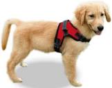 Dog Harness