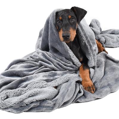 Dog Blanket 