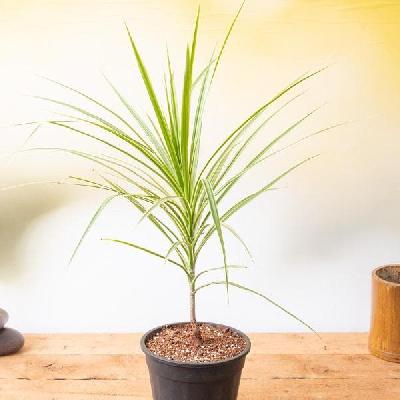 Dracaena Plant