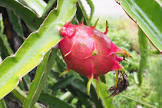 Dragon Fruit Plant