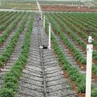 Drip Irrigation Services