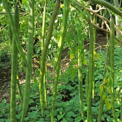 Drumstick Plants