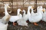 Duck Farming