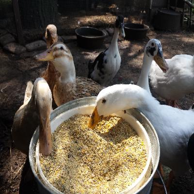 Duck Feed