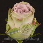 Dutch Roses