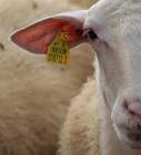 Ear Tags