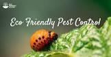 Eco Friendly Pest Control