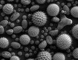 Electron Microscope