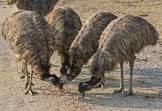 Emu Feed