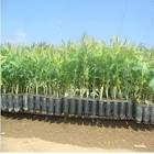 Eucalyptus Clone Plants
