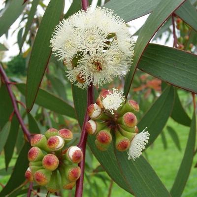 Eucalyptus Plant