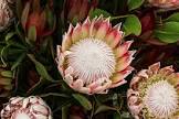 Exotic Flower