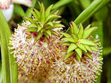 Exotic Plant