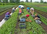Farm Development