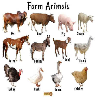 Farming and Pet Animals