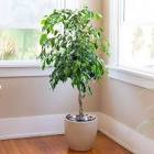 Ficus Benjamina Plant