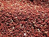 Finger Millet Seeds