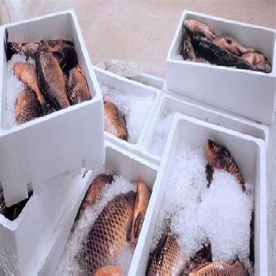 Fish Cold Storage