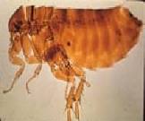 Fleas Control Services