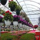 Floriculture Consultancy