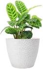 Flower Pots