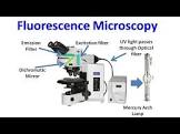 Fluorescent Microscope