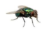 Fly Control