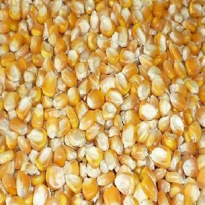 Fodder seeds