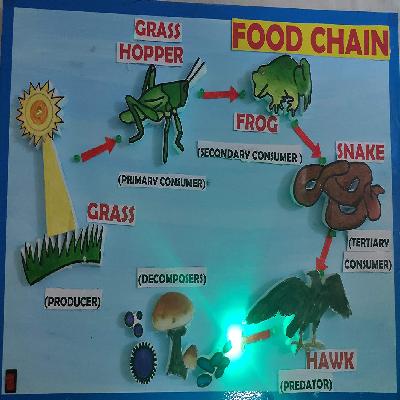 Food Chain Models