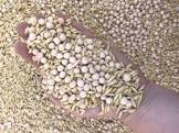 Forage Seeds