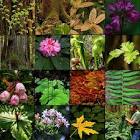 Forestry Plants
