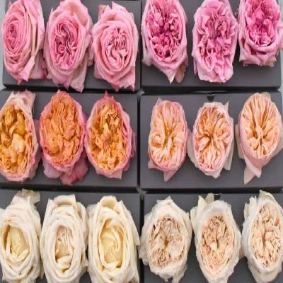 Freeze Dried Rose