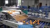Fruit Grading Machine