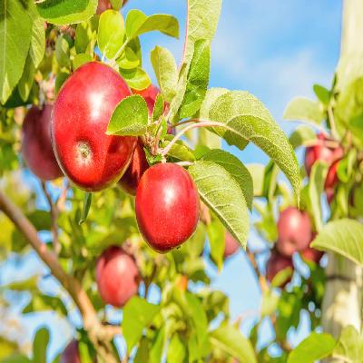 Fruit Cultivation