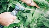 Garden Pest Control
