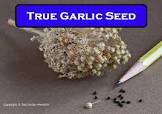 Garlic Seeds