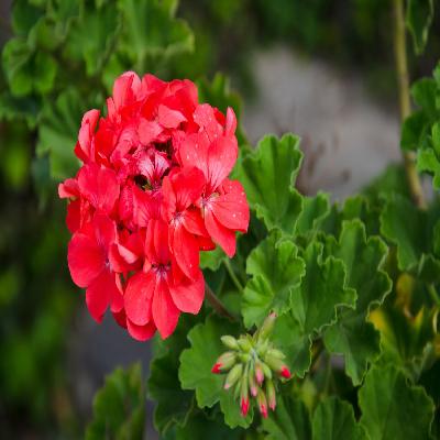 Geranium Plant 