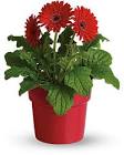 Gerbera Daisy Plant