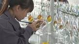 Glassware Manufacturers