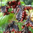 Gloriosa Superba Seed